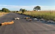 Africa. senza safari i leoni del parco riprendono le strade