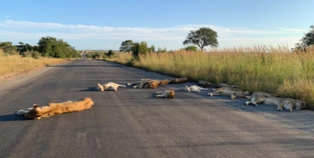 Africa. senza safari i leoni del parco riprendono le strade