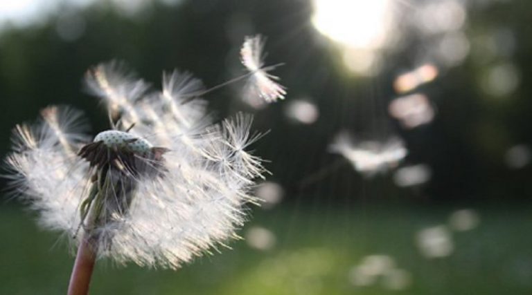 allergia e coronavirus