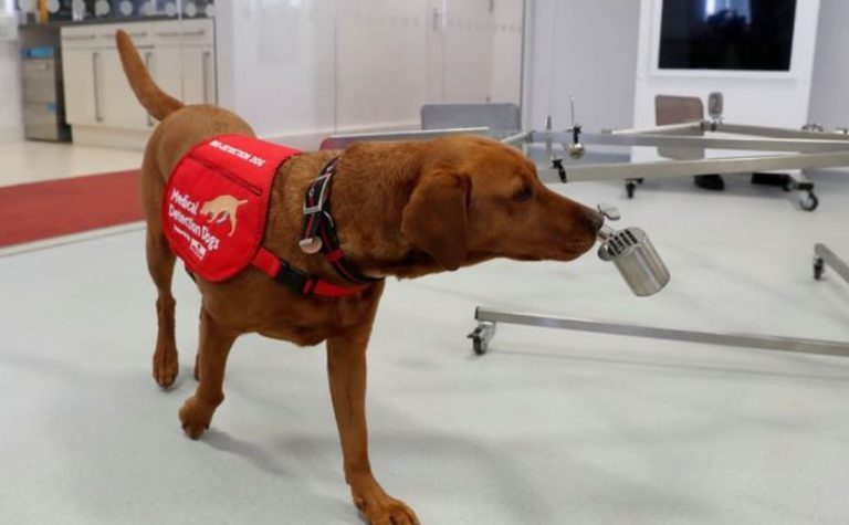 cani fiutano coronavirus aeroporti