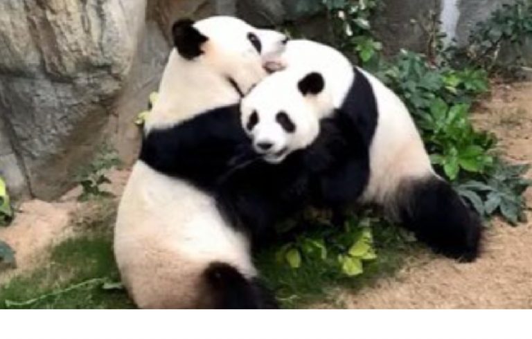 Coppia di panda zoo Hong Kong
