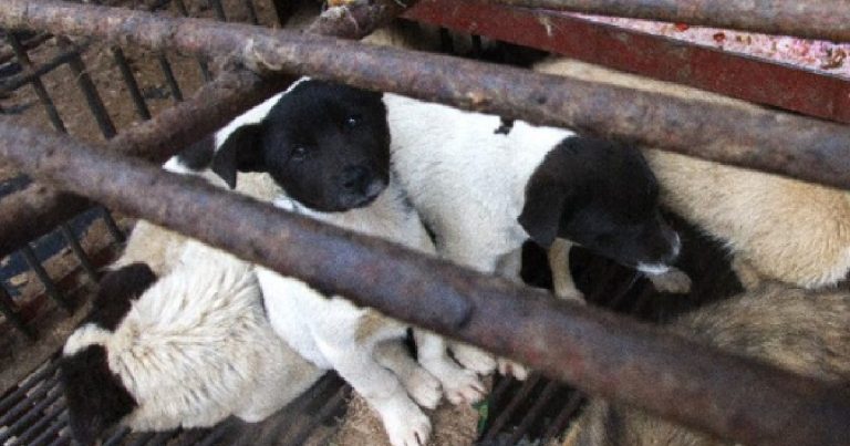 Coronavirus Animal Equality wet market
