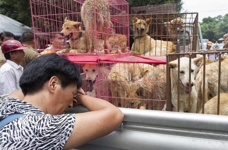 coronavirus-cina-cani