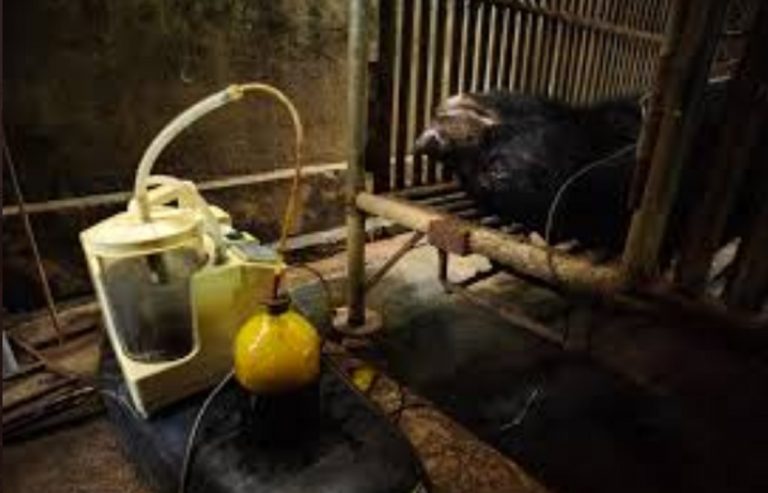 coronavirus cina orrore