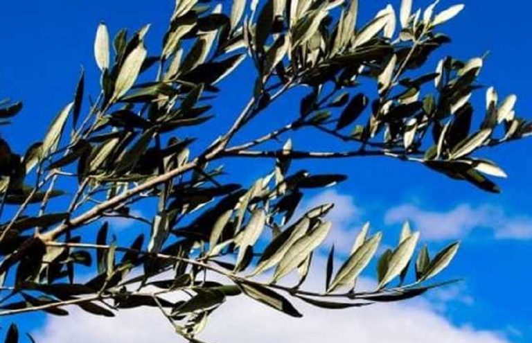 coronavirus domenica delle palme