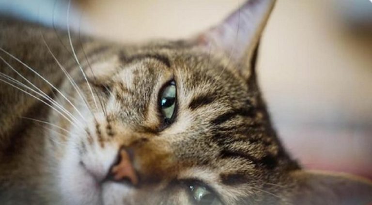 Coronavirus gatti positivi