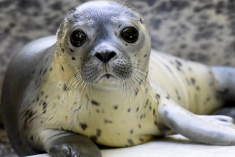 coronavirus germania zoo