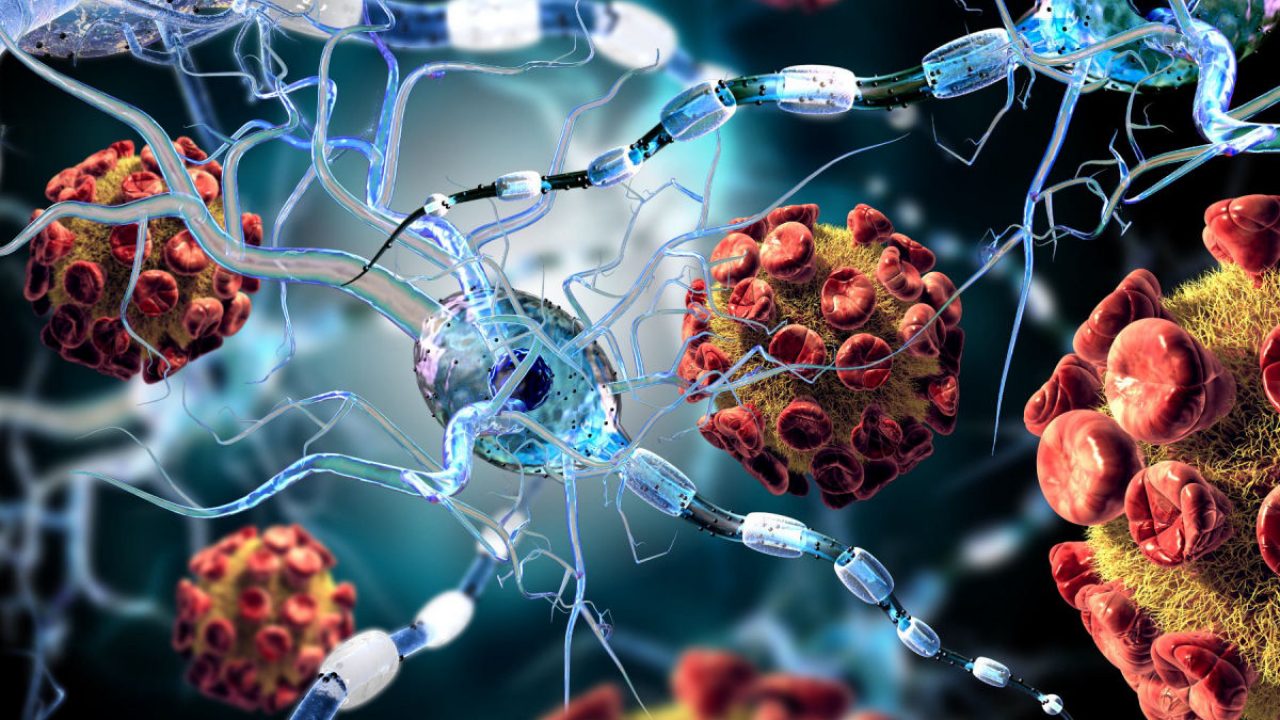 NUOVO Adulti Giorno dei Morti SPIDERWEB fasce