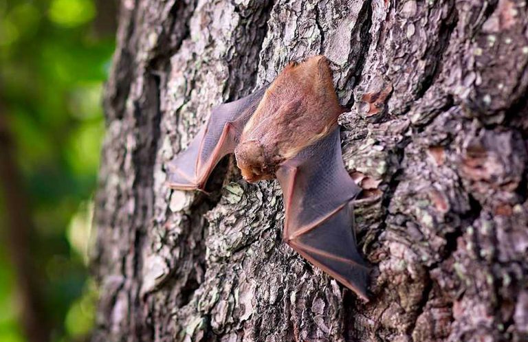 coronavirus-pipistrelli