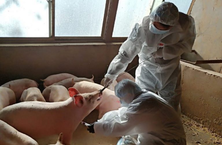coronavirus usa produzione carne
