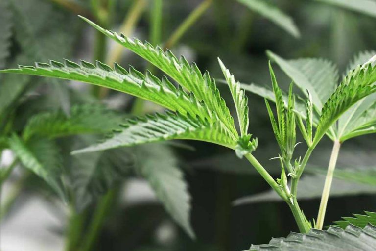 coronavius cannabis light quarantena