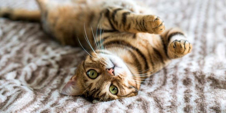 gatto
