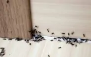 Come eliminare le formiche.