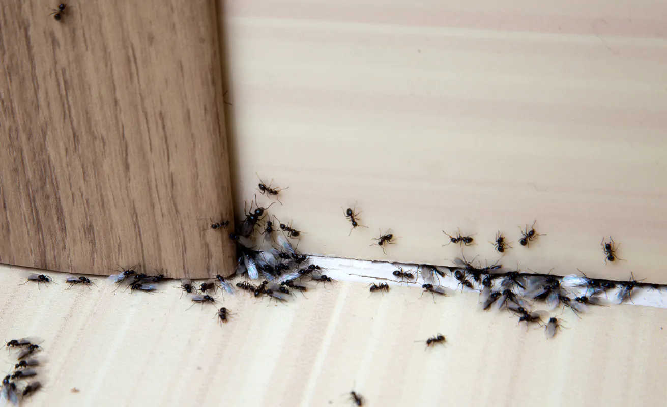 Come eliminare le formiche.