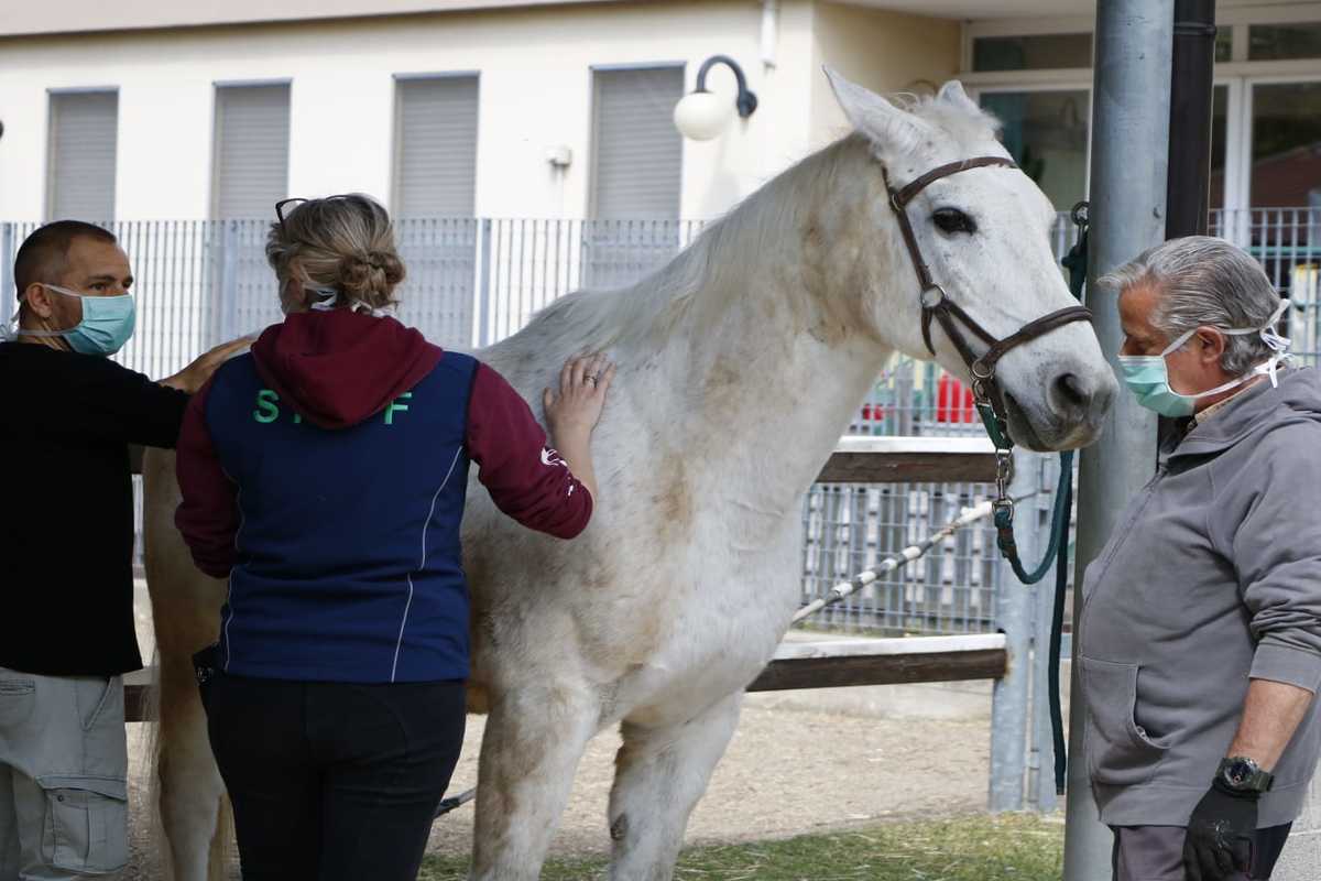 niguarda cavalli curano stress 2