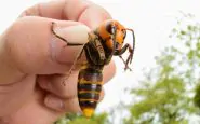 Il calabrone asiatico avvistato in Spagna: negli Usa è una minaccia per le api