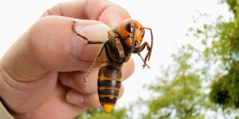 Il calabrone asiatico avvistato in Spagna: negli Usa è una minaccia per le api