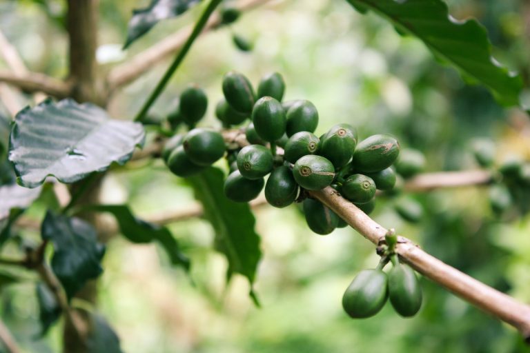 Caffè verde: utilizzi e proprietà dimagranti