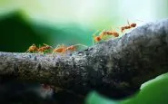 come allontanare le formiche