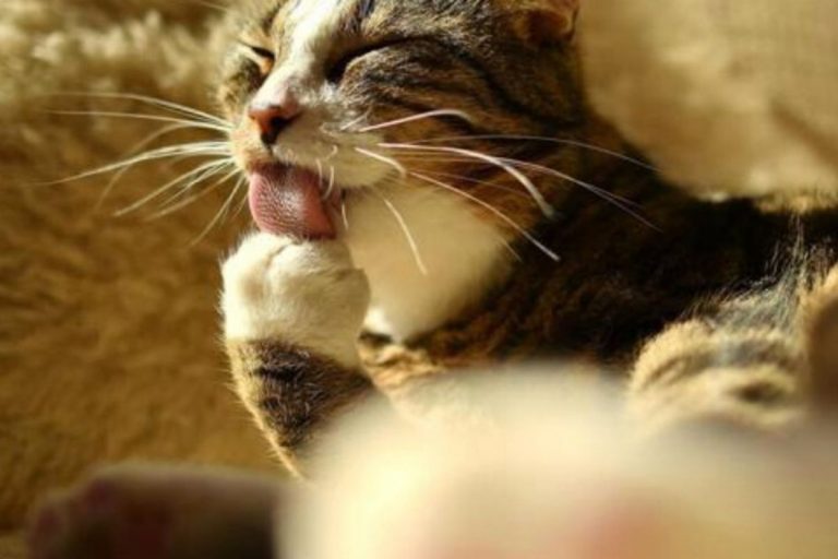 coronavirus francia gatto