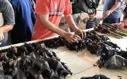Coronavirus mercati Indonesia pipistrelli
