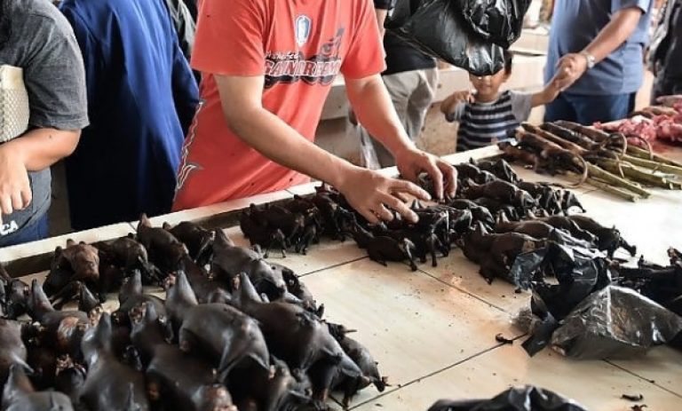 Coronavirus mercati Indonesia pipistrelli