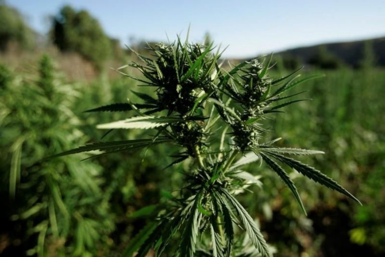 coronavirus-terapie-cannabis