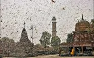 Locuste invadono india