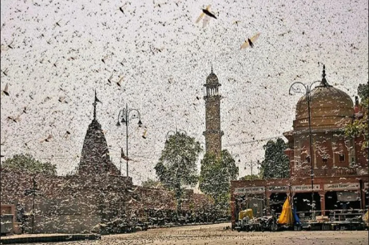 Locuste invadono india