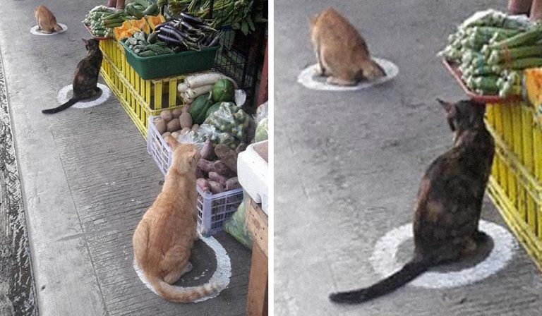 Filippine, gatti a prova di distanziamento