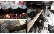 Vietnam, gatti neri come cura per il Coronavirus