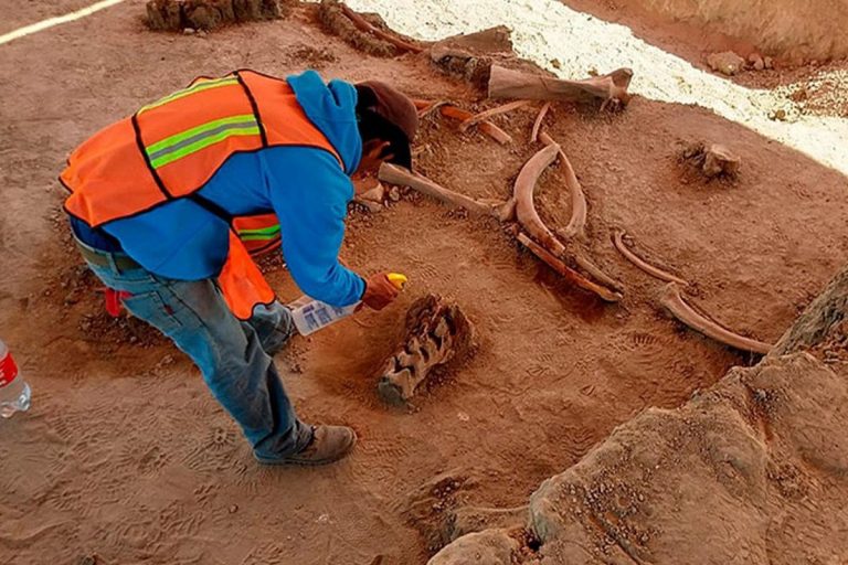 Messico ritrovato cimitero mammut