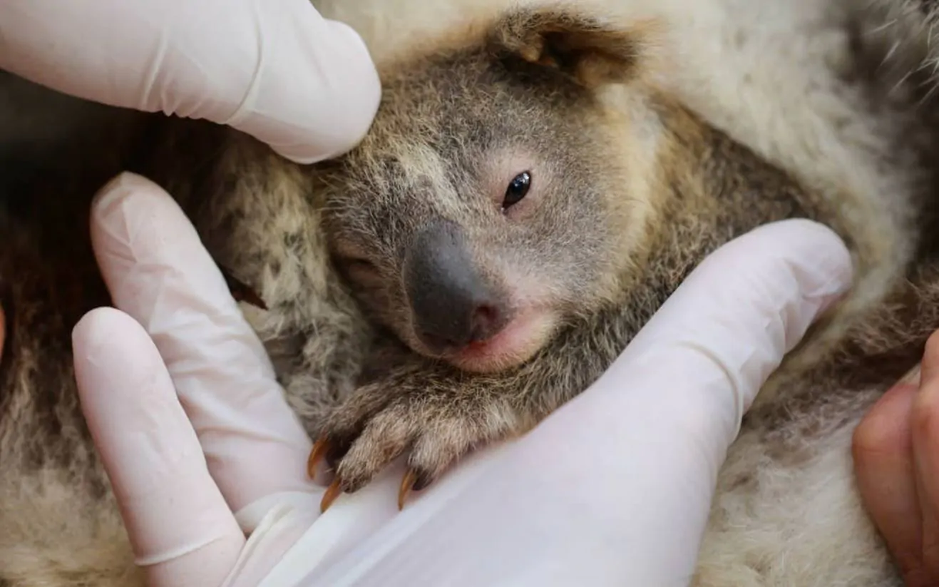nato primo koala australia