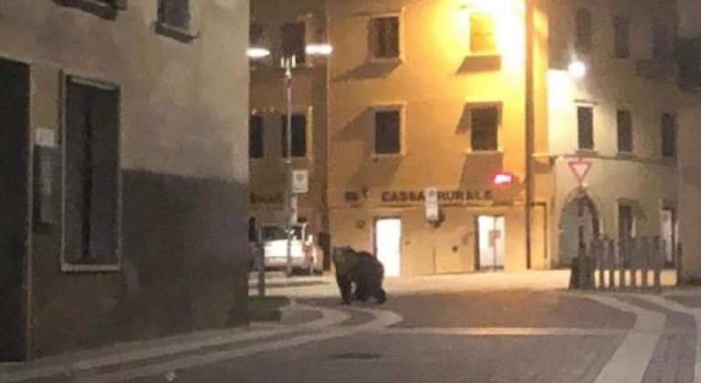orso in Trentino