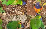 pappagalli australia lorichetti