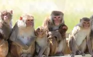scimmie rubano test covid