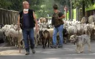 transumanza Lecco 3000 pecore