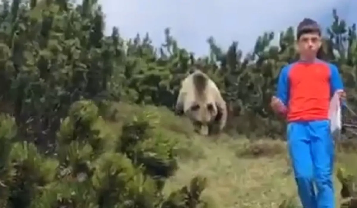 Incontro fra un orso e un bambino in Trentino