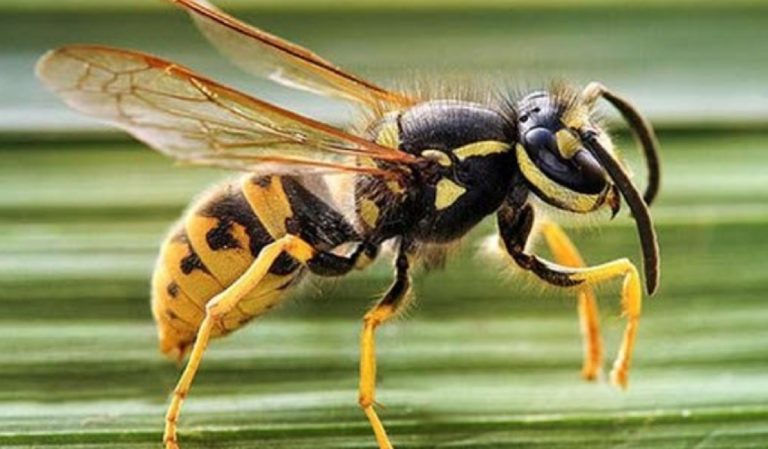 vespa killer