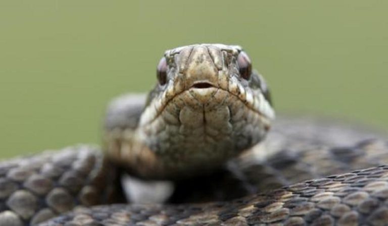 Bimba morta da una vipera, stava passeggiando coi genitori