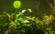 acqua-verde-acquario-rimedi