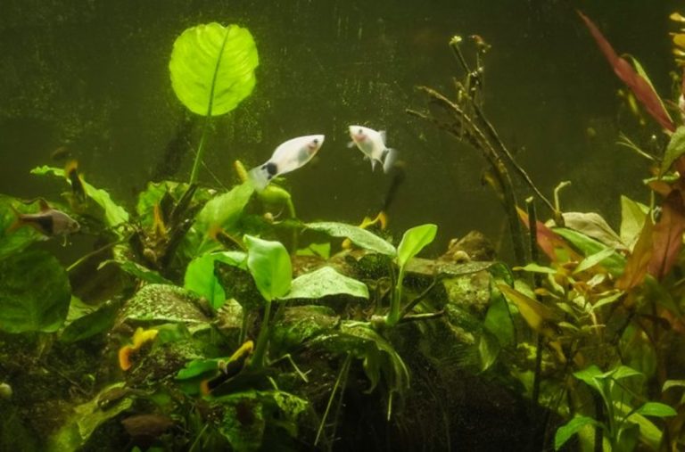 acqua-verde-acquario-rimedi