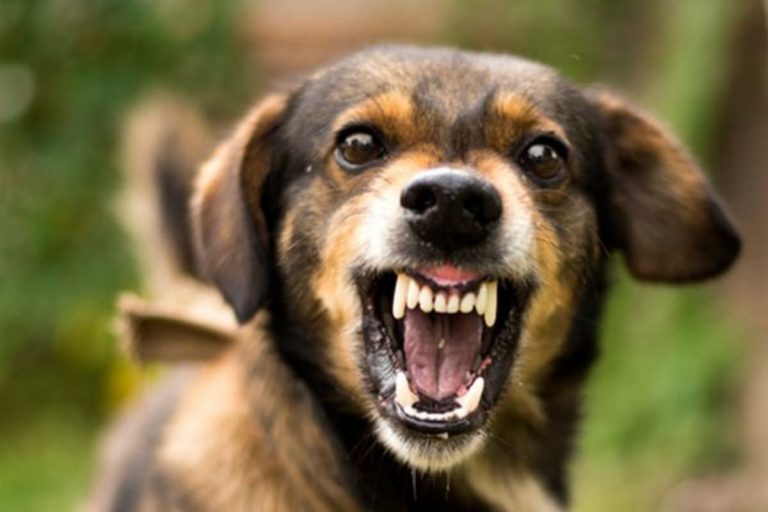 aggressione cani