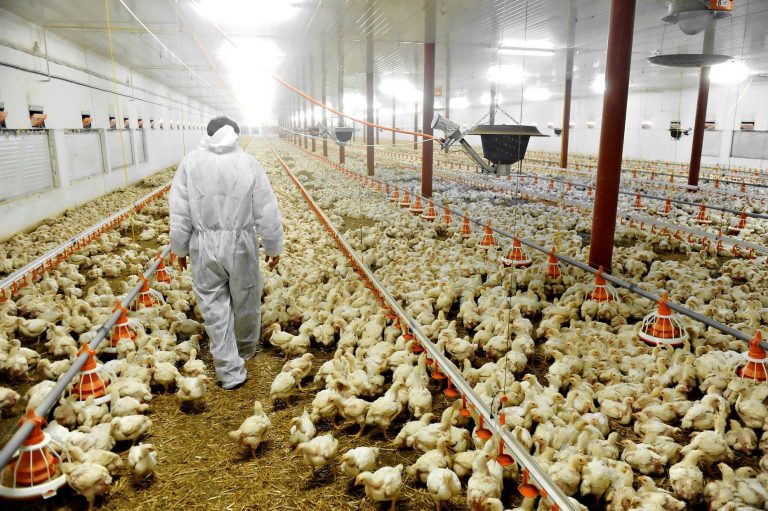 Animal Equality sugli allevamenti intensivi di polli: nuova inchiesta