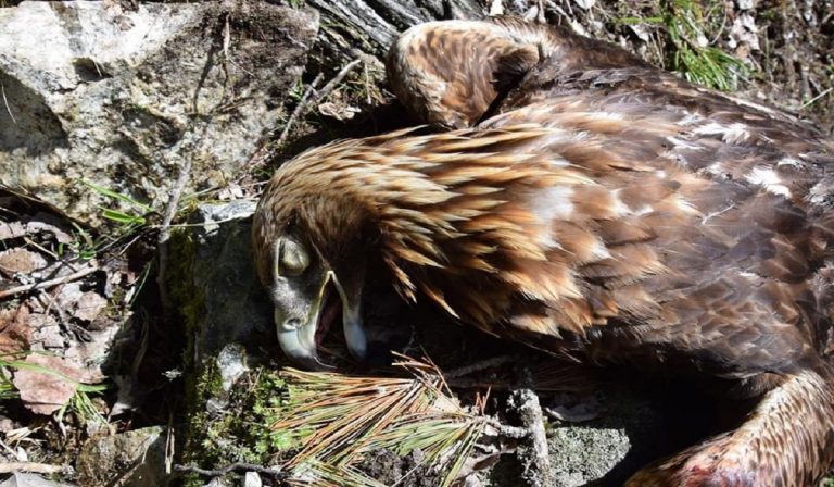 Uccisa aquila reale in Trentino