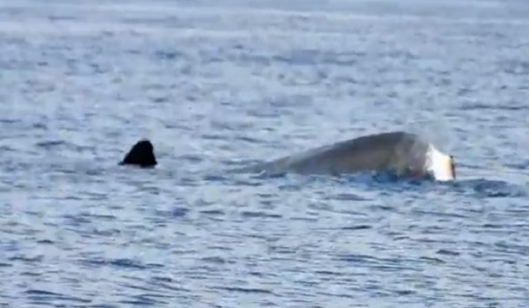 Balena senza coda avvistata a Catania
