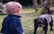 Bambino azzannato dal suo cane, è grave