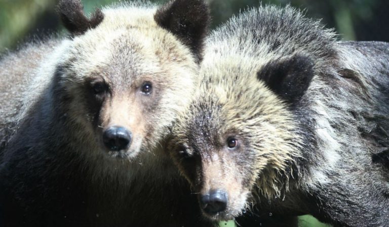 Animali selvatici in Usa