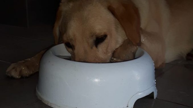 alimenti-cane-non-deve-mangiare