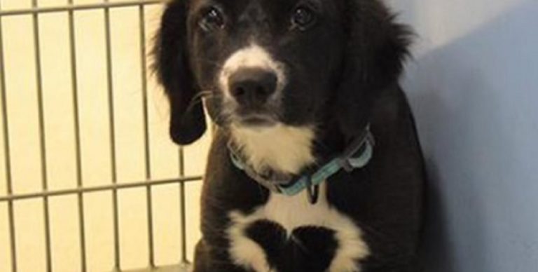 cane cuore sul petto